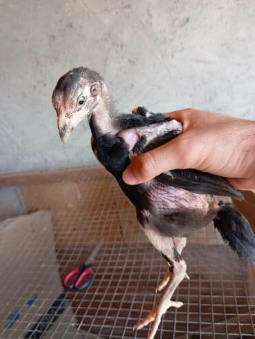 Heyvanlar üçün mallar: Xoruz, Heyratı, il: 1, Ödənişli çatdırılma — 10