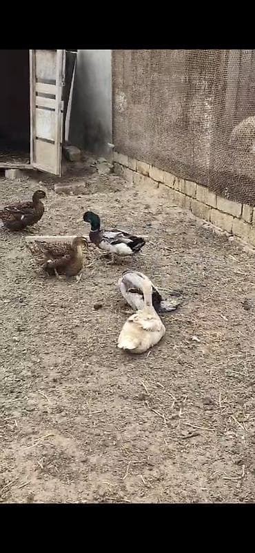 lal ördək: Salam ruan ördekleri satilir bir cütü bludu tek erkek 50.azen cütü 120 — 3