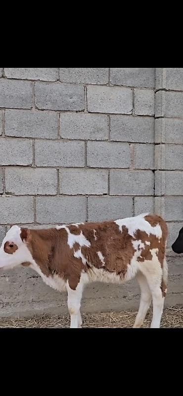 smental dana: Satışda – müxtəlif rəngli heyvan balaları (buzovlar). Xüsusiyyətlər — 7