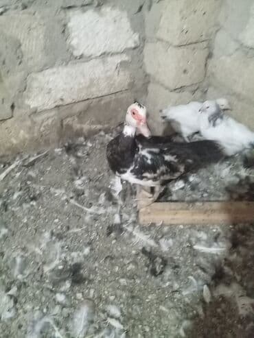 ördək cücəsi: Dişi, | Lal ördək, Yumurtalıq, Ünvandan götürmə — 3