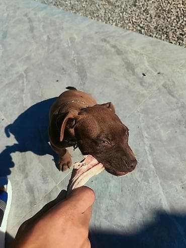 bokser it: Pitbul, 8 ay, Erkek, Ünvandan götürmə — 6