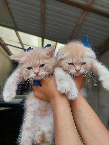 mingəcevir pişik: Britan — 9