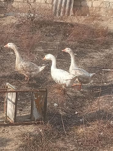 ucuz pisik: Dişi, Damazlıq, Ünvandan götürmə — 8