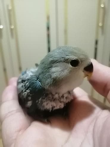 gencede it satisi: Məhsul: Kiçik ekzotik ev quşu (sevimli papağan/lovebird növündə) — 3