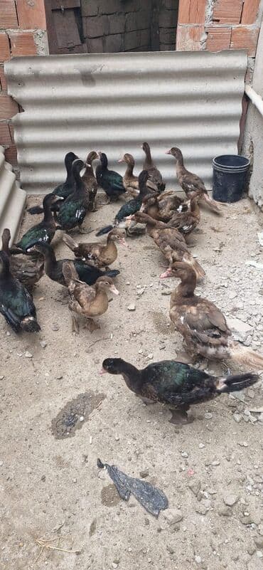 ördək balası satışı: Bismillah.Salam 11 Ədəd Qırmızı Öküz Krasnadar Və 8 Ədəd Zumrudu — 3