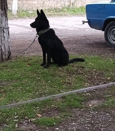 xaski itleri qiymeti: Alman çoban iti, 9 ay, Dişi, Peyvəndli, Ödənişli çatdırılma — 6