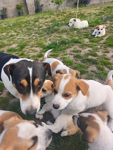ev itleri satisi: Cek rassel teryer, 2 ay, Ünvandan götürmə — 2