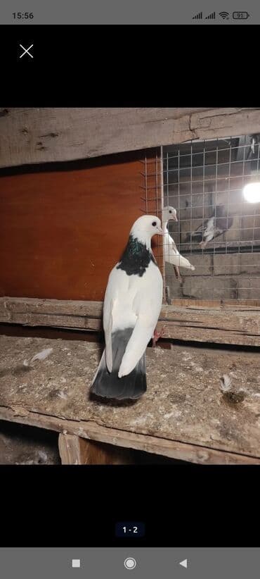 Qiyməti danışmaq olar . 1,2 çi şəkildəkiler mayadi 3 cu şəkildəki