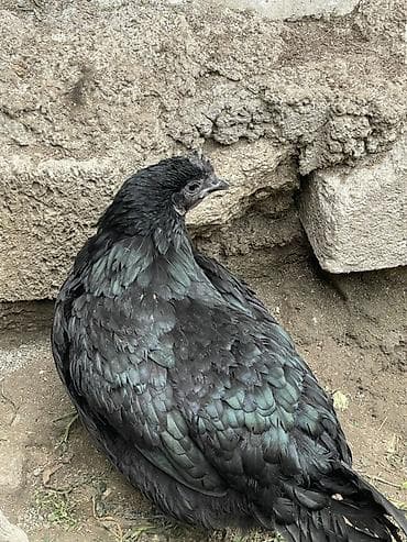 Quşlar: Toyuq, Damazlıq — 5