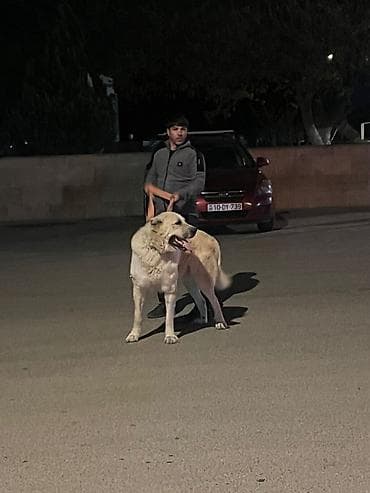 heyratı barter: Qurdbasar, Peyvəndli — 1