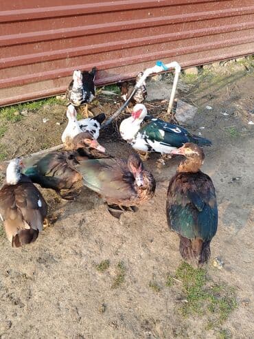 ordək adları: Salam. Elanı sona qədər oxuyun. 8 ədəd lal ördək satılır. Bir erkək — 6