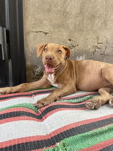 pudel it cinsi: Pitbul, 2 ay, Dişi, Peyvəndli, Ödənişli çatdırılma — 3