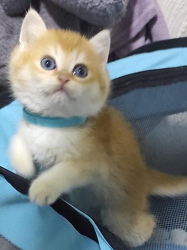 elektrik yuvası: Britan — 2