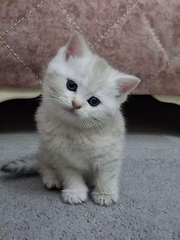 pişik yuva: Qızıl şinşilla, Dişi, Yaxşı əllərə, Ödənişli çatdırılma, Ünvandan götürmə — 7