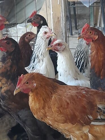heyvanlara verilen adlar: Курица, Для разведения, Платная доставка — 5