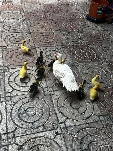 Heyvanlar: Dişi, | Lal ördək, Yumurtalıq — 3