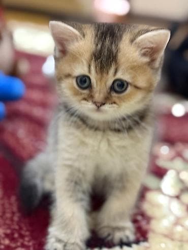 Digər heyvanlar: Qızıl şinşilla, Erkək — 3