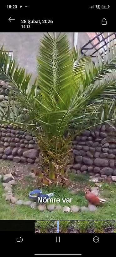 Bağ üçün dekorativ xurma/palma ağacı - Növ: dekorativ palma (xurma