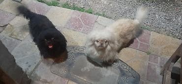 Pekines, 1 ay, Erkek — 3