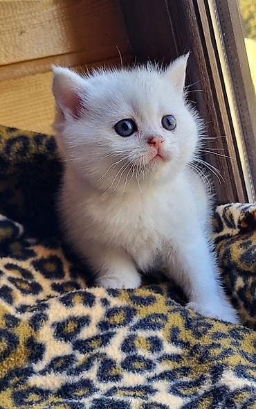 Птицы: Шиншилла — 3