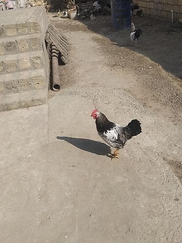 Hinduşkalar: Xoruz, il: 1, Ünvandan götürmə — 6