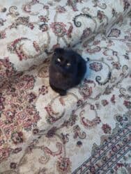 sarı pişik: Şotland yastı qulaq, Erkək — 2