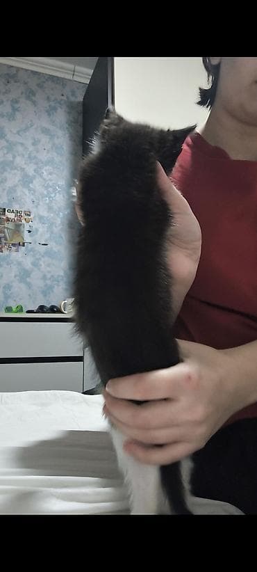 продажа котят: В добрые руки — 9