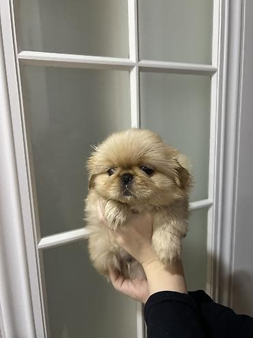 qurdbasar balaları: Pekines — 2