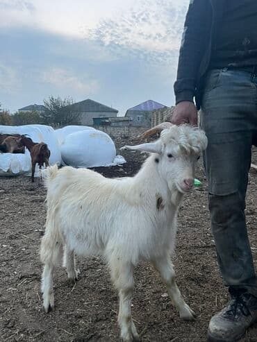 balasına sud verməyən qoyun necə adlanır: Erkey çəpiş Ağ rəngli, qıvrım alın tüklü, buynuzlu keçi. - Cinsə — 2