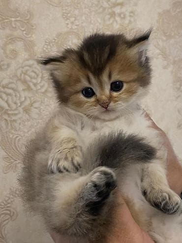 sallaqqulaq: Şotland yastı qulaq — 1