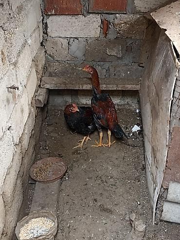 K/t heyvanları üçün mallar: Xoruz, il: <1 — 3