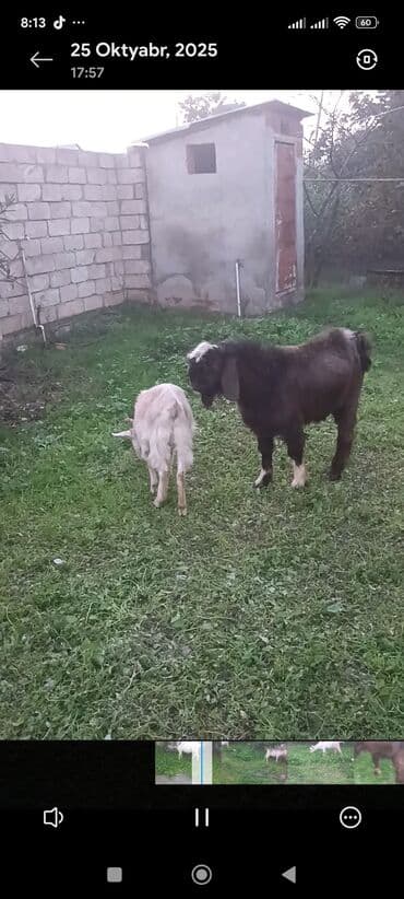 sort keciler: Məhsul: Qoyun-keçi təsərrüfatı üçün keçilər Təsvir: - Şəkillərdə 3 — 6