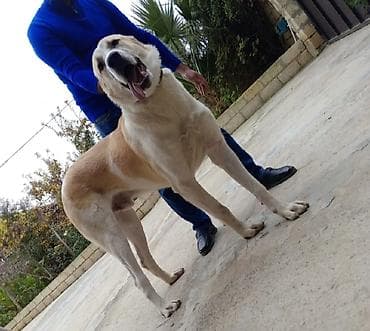 it adları: Qurdbasar, Erkek, Peyvəndli — 2