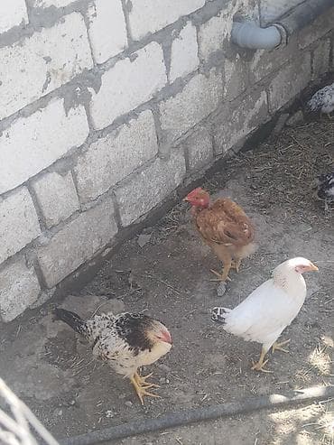 afcarka iti qiymeti: Sifariş üçün yerli fermada bəslənən toyuqlar Məhsul təsviri: - Ev — 5