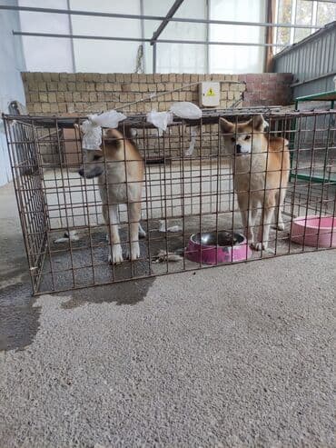 щенки на продажу: Акита-ину, 5 месяцев, Самка — 2