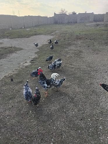 Heyvanlar üçün mallar: Toyuq, Damazlıq, Ödənişli çatdırılma — 2