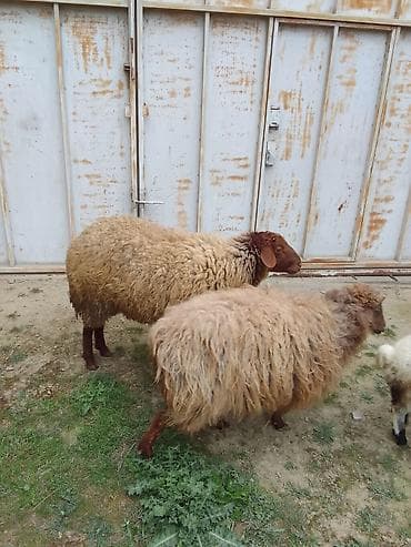 mal qoyun: Salam bu heyvanar kom satılır 4 Qoyundu 2 quzu 1 dənədə Qoç qoyunarın — 2