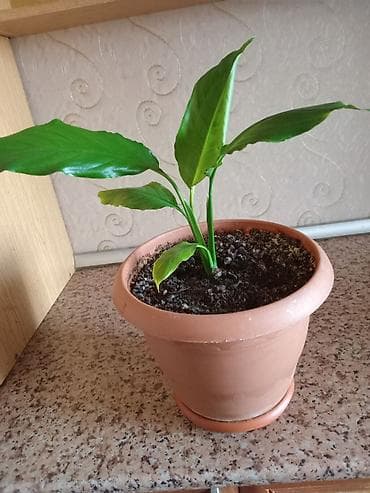 Otaq bitkiləri: Spathiphyllum (Sülh zanbağı) – otaq bitkisi - Dibçək: klassik — 2