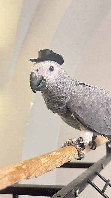 Afrika Parrot boz tutuquşusu və böyük metal qəfəs dəsti ilə birgə