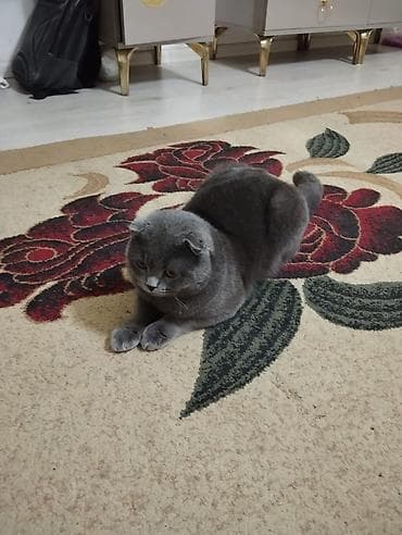 papuqay sesi: Şotland yastı qulaq — 1