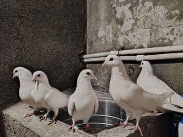 qaradolaq qoyun cinsi: Təmiz ağlar tam sağlamdırlar qiymət hamsına aidir bir nəsildirlər 2 — 1