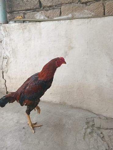 Quşlar: Xoruz, Heyratı, il: <1, Ünvandan götürmə — 2