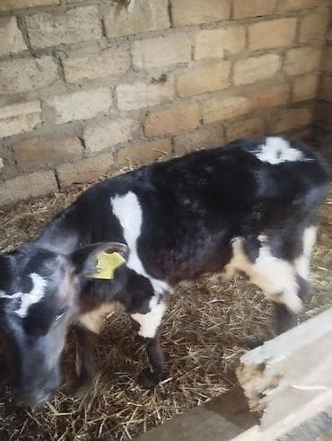 simmental danalarin satisi: Erkək simental ot yeyir — 2