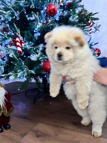 Çau-Çau, 2 ay, Erkek, Peyvəndli, Ödənişli çatdırılma, Ünvandan götürmə, Pulsuz çatdırılma