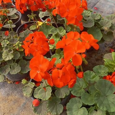 topdan gül satışı: Geran-ətirşah güllərinin topdan və pərakəndə satışı. Qiymət topdan — 2