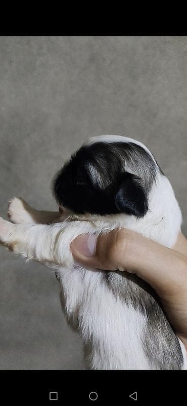itləe: Pekines, 1 ay, Dişi, Peyvəndli, Ödənişli çatdırılma — 3