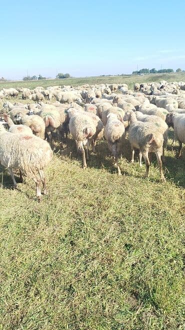 bakida cins ineklerin satisi: Dişi, il: 1, 50 kq, Damazlıq, Ünvandan götürmə — 2