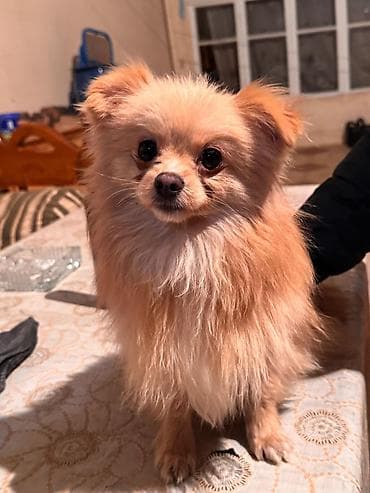 itler pikines type 1: Şpitz — 4