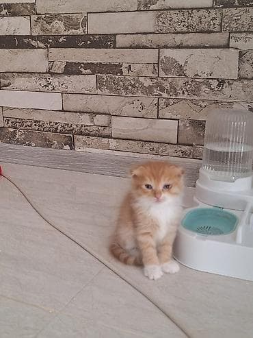 şotland pişiyi satisi: Şotland — 1