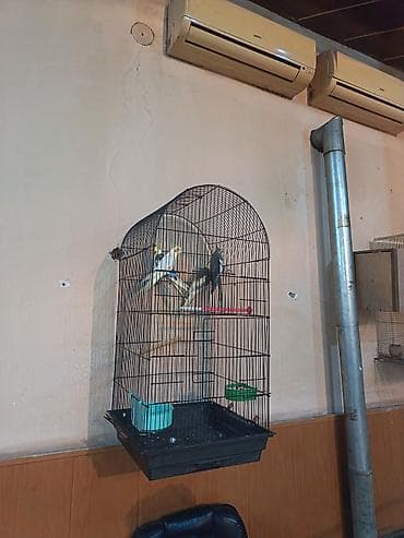 heyvan geyimleri: Nimçəsən (Cockatiel) quşları və qəfəs komplekti - Növ: Nimçəsən — 2